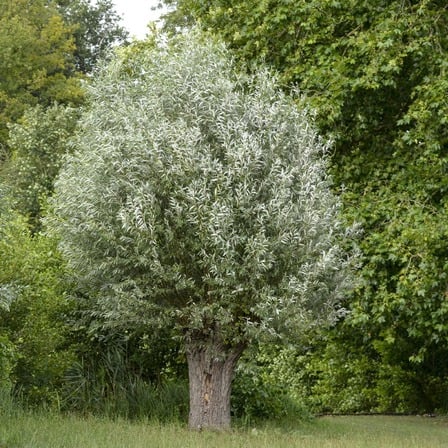 Saule blanc.jpg